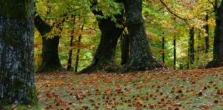 Castanicoltura da frutto, rilancio del comparto