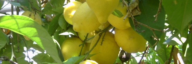 limoni-630x210