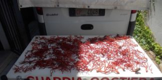 Guardia Costiera sequestra oltre 2 chili di corallo rosso.