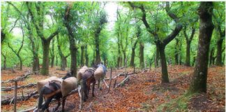 Borghi autentici d’Italia, appuntamento a Tramonti domenica 29.
