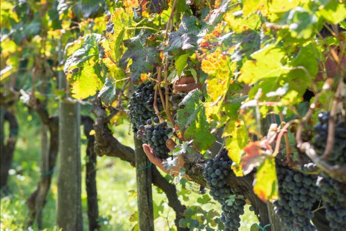 9dfd06c6-b24d-404e-89d5-0efb9577e5d1