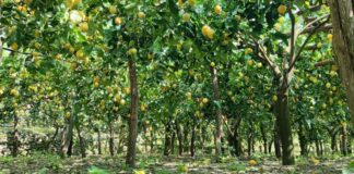 Agricoltura e tutela del paesaggio, Amalfi si candida al programma GIAHS della Fao.