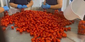 Il pomodoro corbarino volano per il territorio.