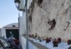 Atrani diventa un giardino botanico diffuso con il restyling del verde pubblico.