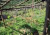 Fungo Mal Secco, emergnza limoni in Costiera, l’allarme di Coldiretti