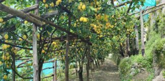 Limoni e terrazzamenti di Amalfi Patrimonio Agricolo di Importanza Mondiale