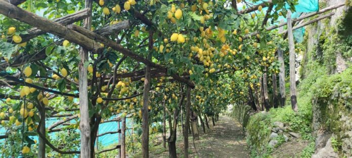 Limoneto_1